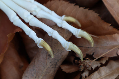 Coyote Paw Articulation