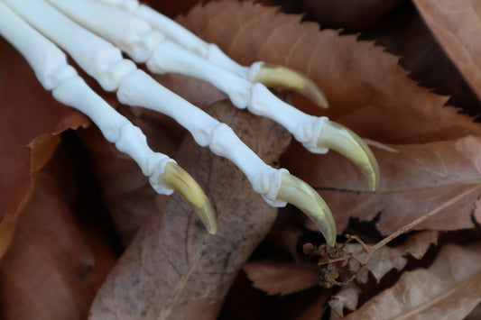 Coyote Paw Articulation