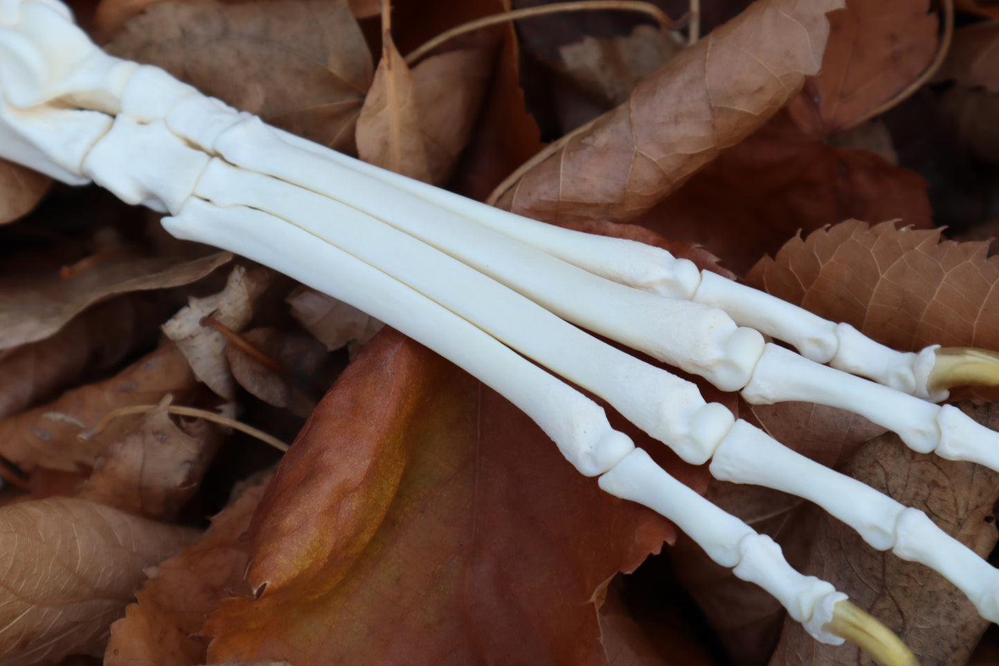 Coyote Paw Articulation