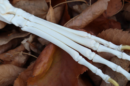 Coyote Paw Articulation