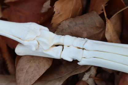 Coyote Paw Articulation