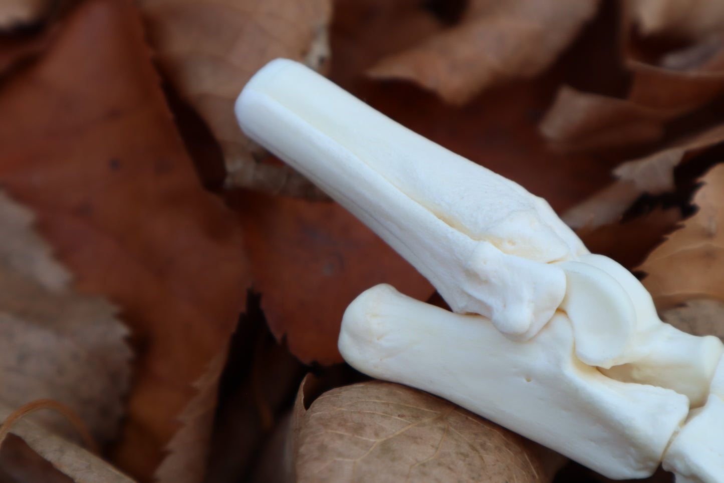 Coyote Paw Articulation