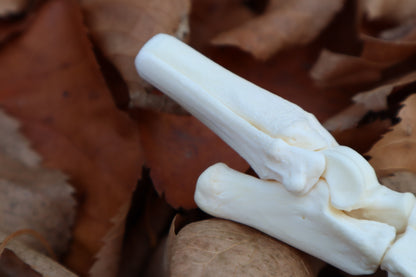 Coyote Paw Articulation