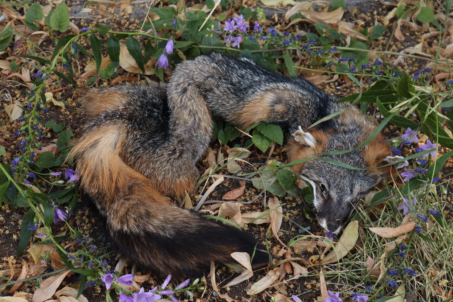 Craft Gray Fox Wallhanger