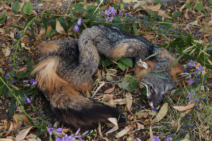Craft Gray Fox Wallhanger