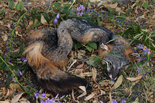Craft Gray Fox Wallhanger