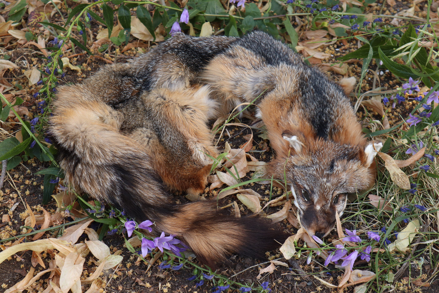 Craft Gray Fox Pelt