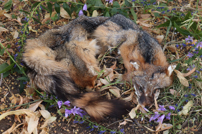 Craft Gray Fox Pelt