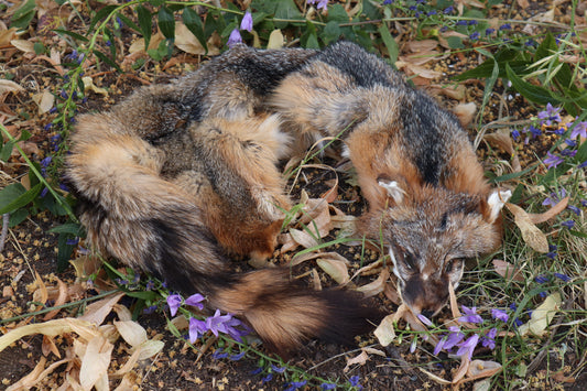 Craft Gray Fox Pelt