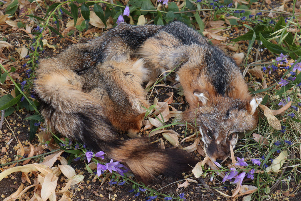 Craft Gray Fox Pelt