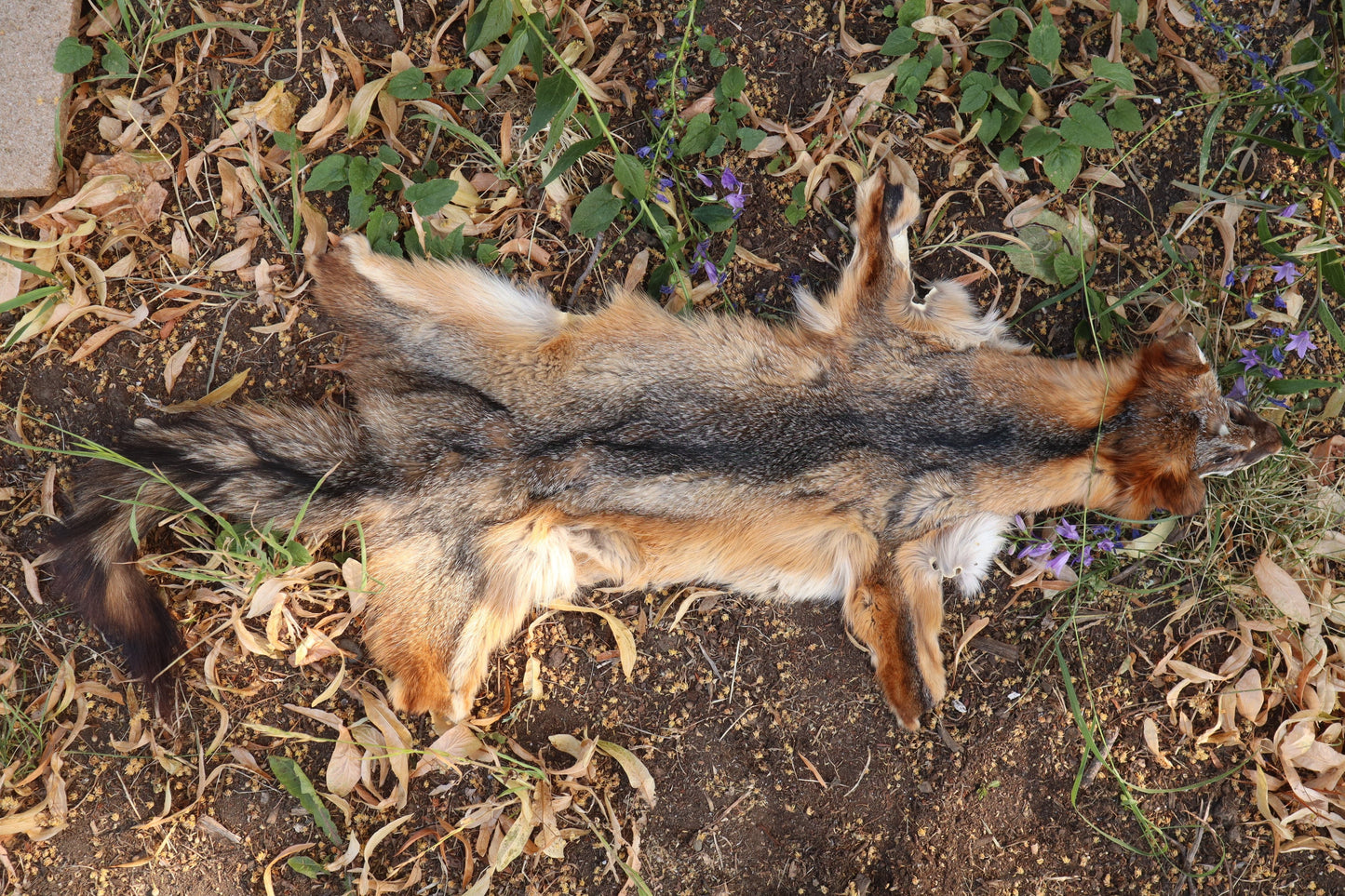 Craft Gray Fox Pelt