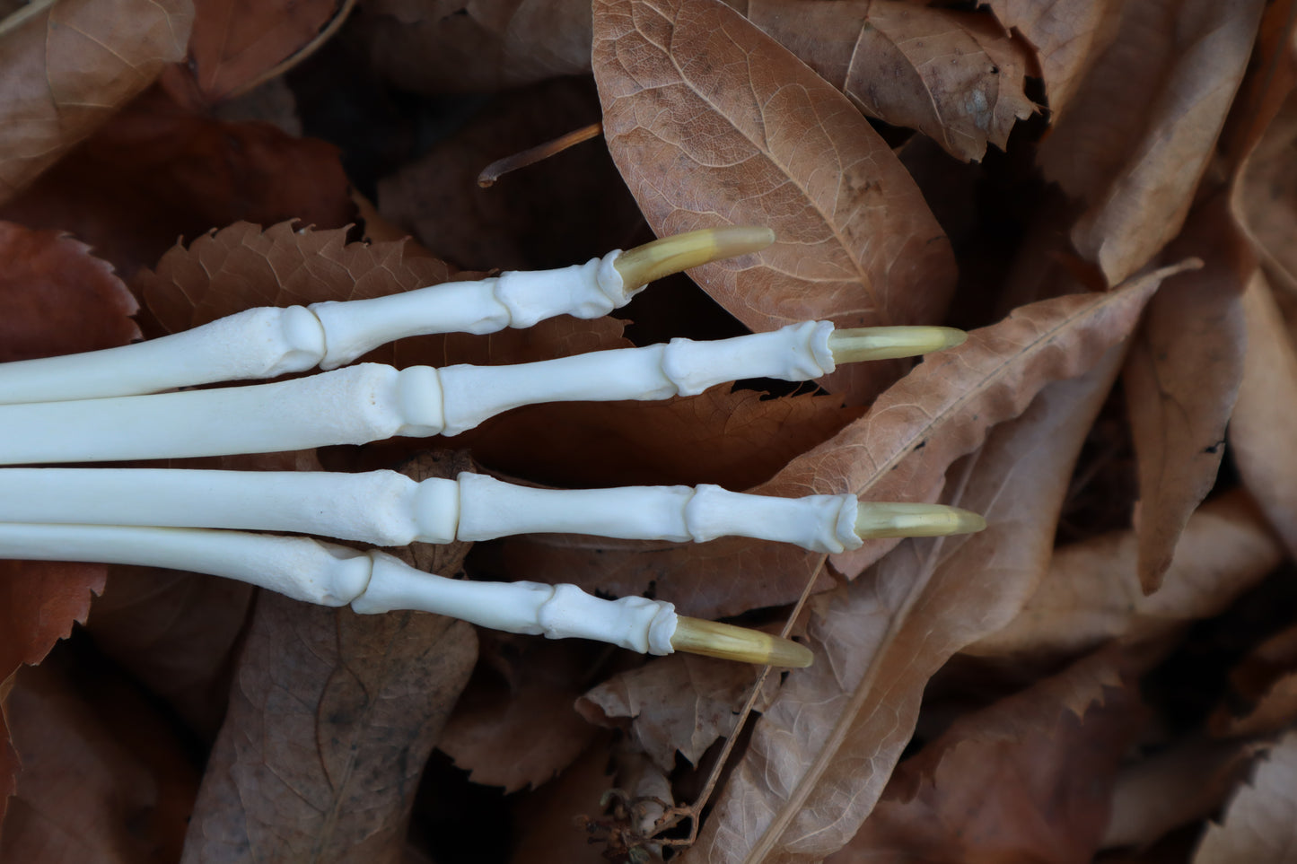 Coyote Paw Articulation