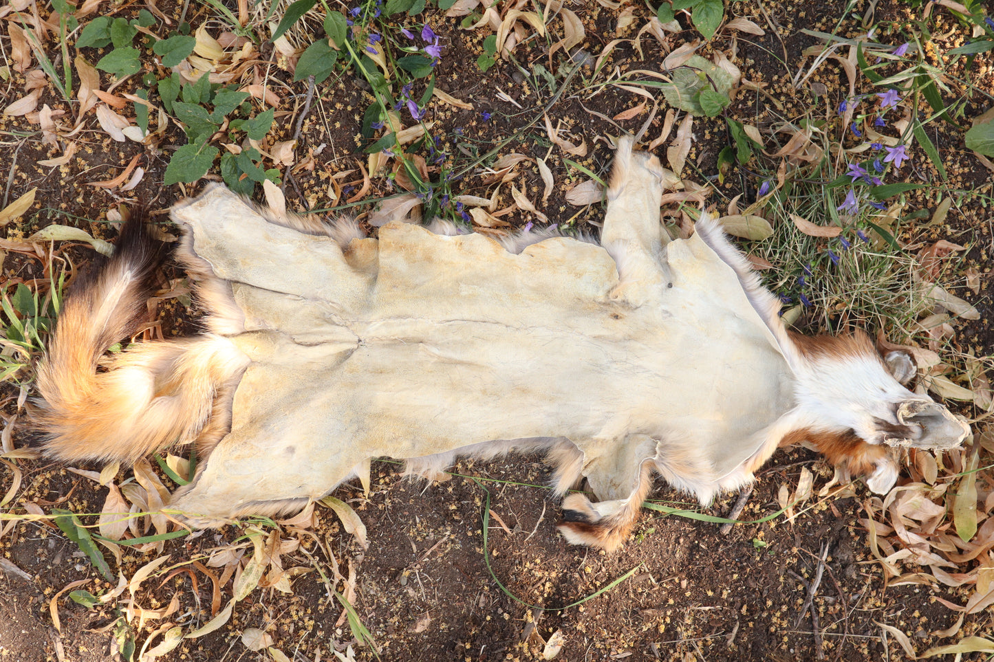 Craft Gray Fox Pelt