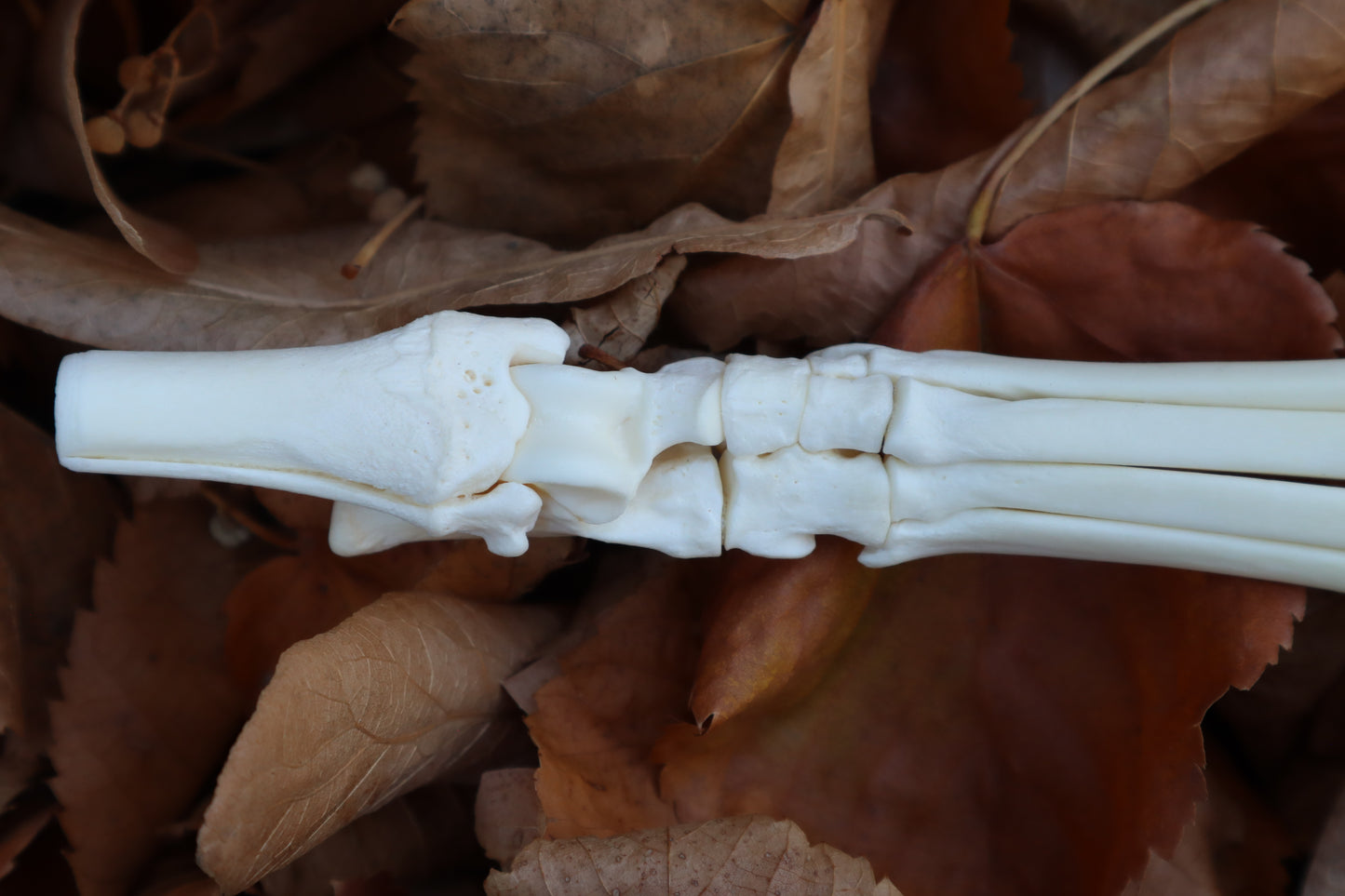 Coyote Paw Articulation