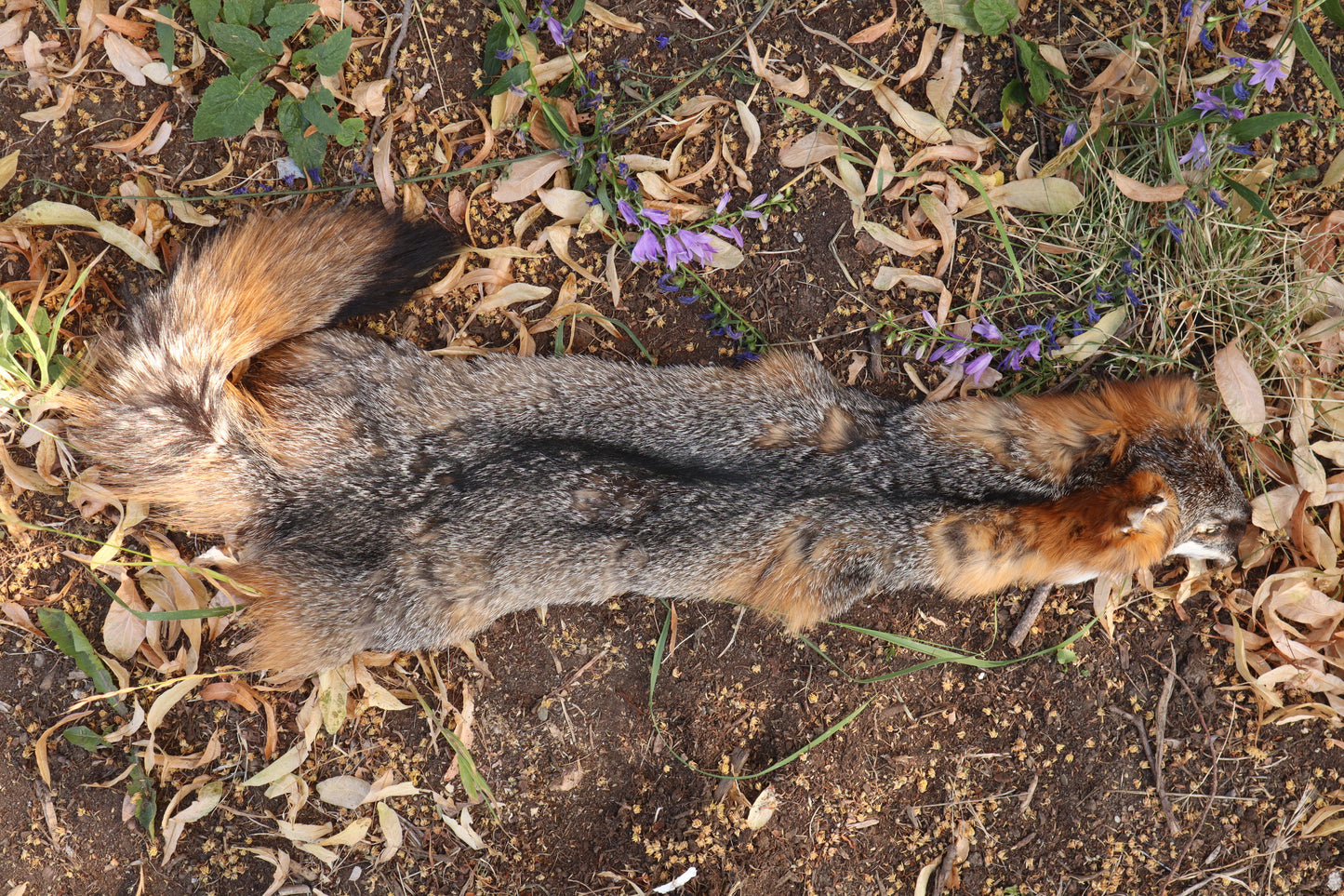 Craft Gray Fox Wallhanger