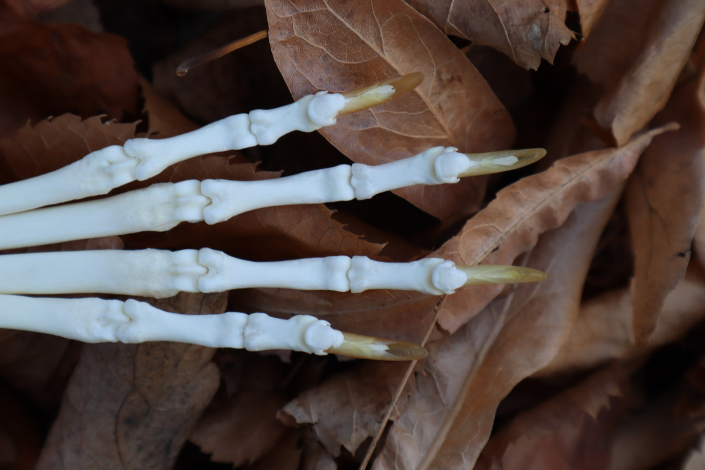 Coyote Paw Articulation