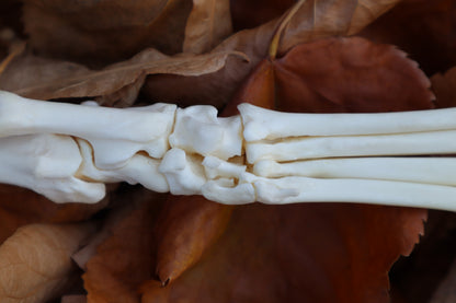 Coyote Paw Articulation