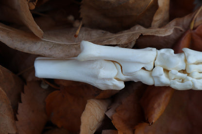 Coyote Paw Articulation