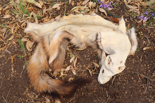 Craft Gray Fox Pelt