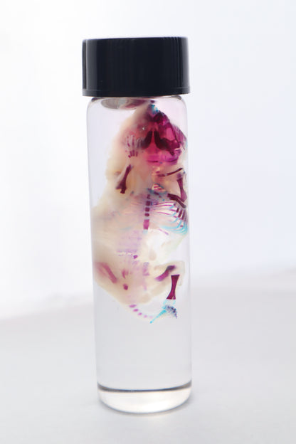 Bisected Diaphonized Pinkie Mouse