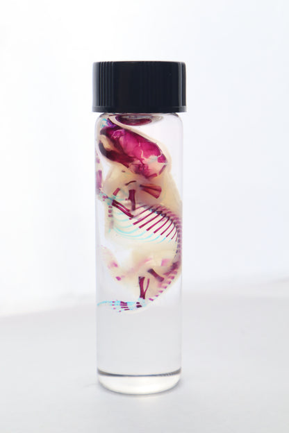Bisected Diaphonized Pinkie Mouse