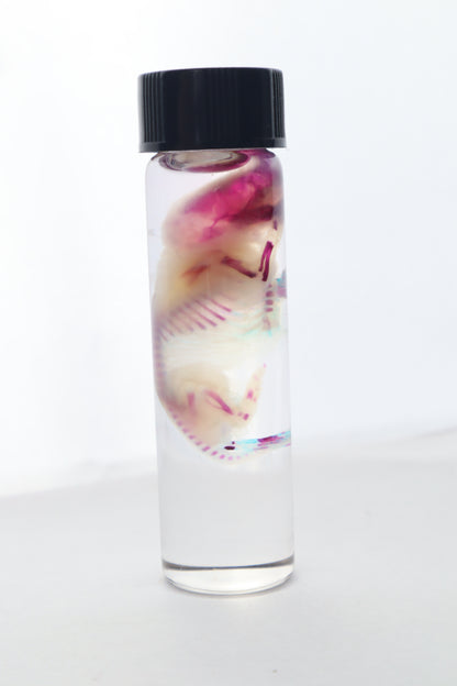Bisected Diaphonized Pinkie Mouse