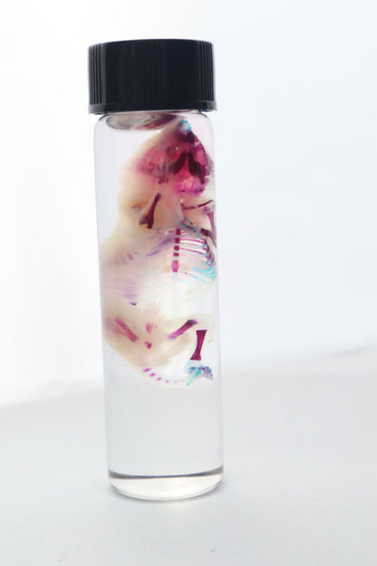Bisected Diaphonized Pinkie Mouse