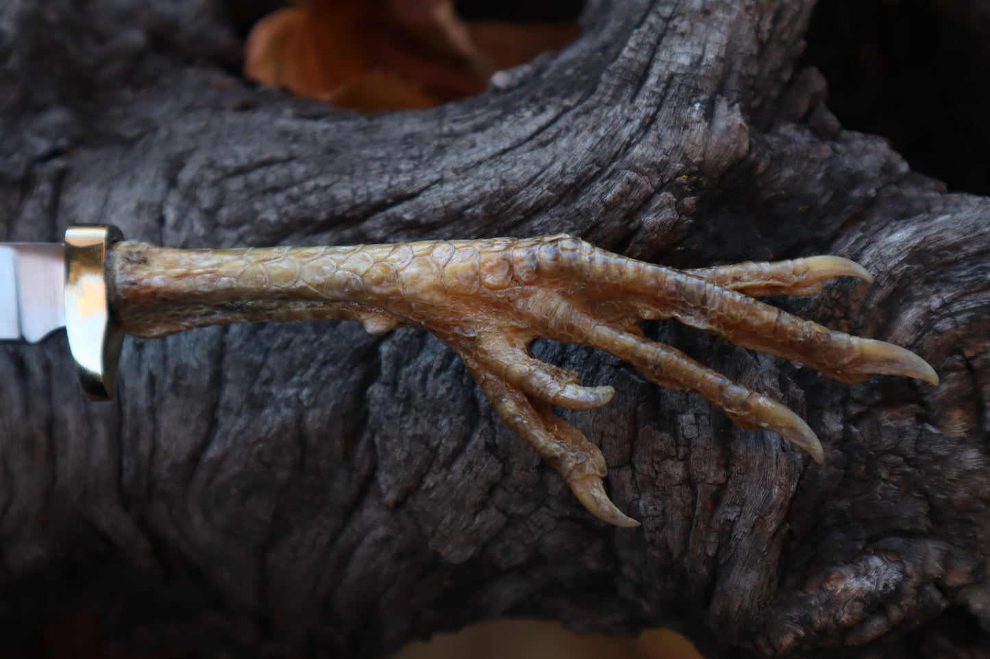 Polydactyl Chicken Foot Knife