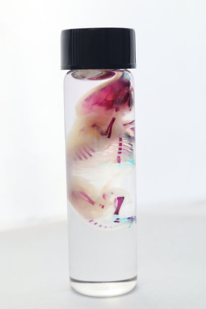Bisected Diaphonized Pinkie Mouse
