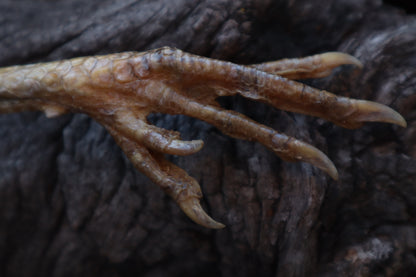 Polydactyl Chicken Foot Knife