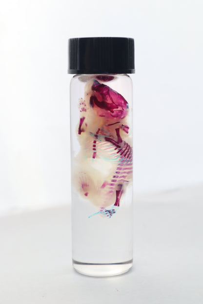 Bisected Diaphonized Pinkie Mouse