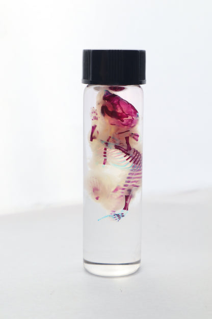Bisected Diaphonized Pinkie Mouse
