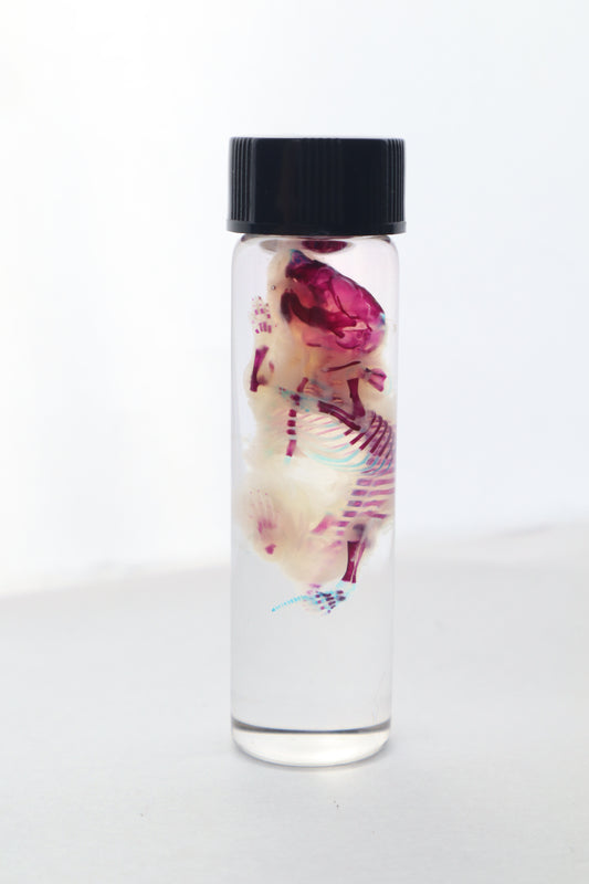 Bisected Diaphonized Pinkie Mouse