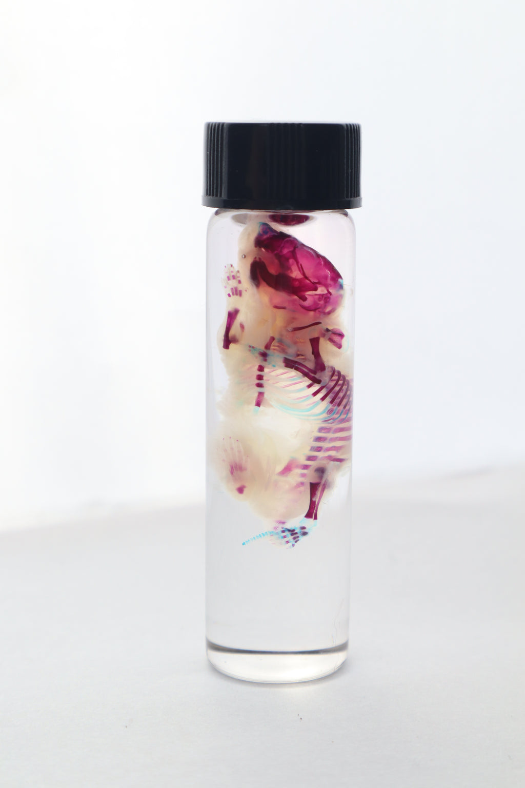 Bisected Diaphonized Pinkie Mouse