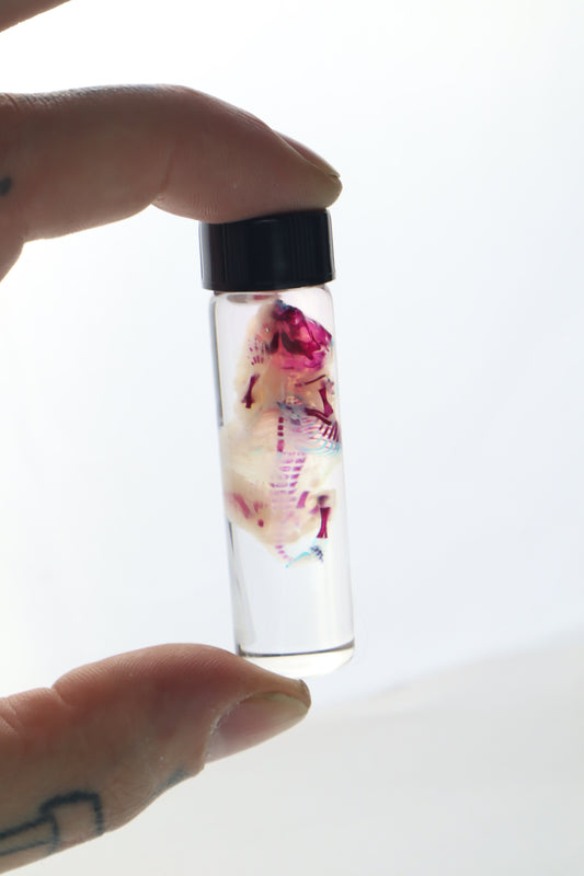 Bisected Diaphonized Pinkie Mouse