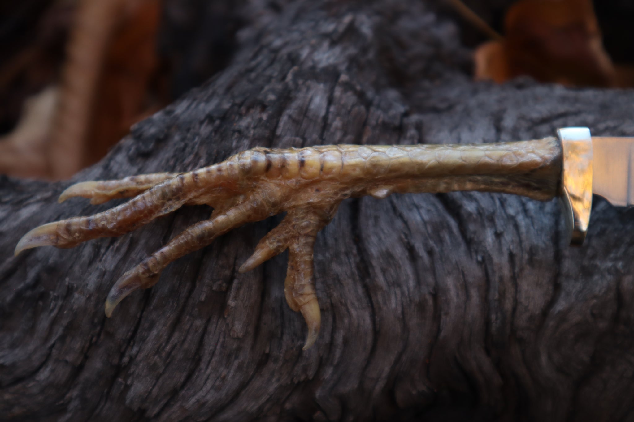 Polydactyl Chicken Foot Knife