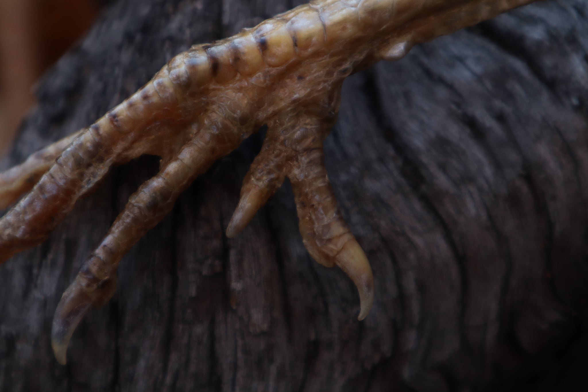 Polydactyl Chicken Foot Knife