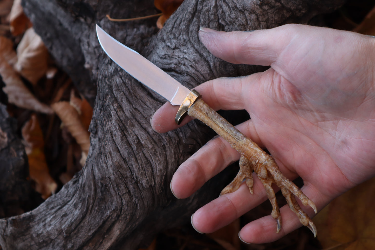 Polydactyl Chicken Foot Knife