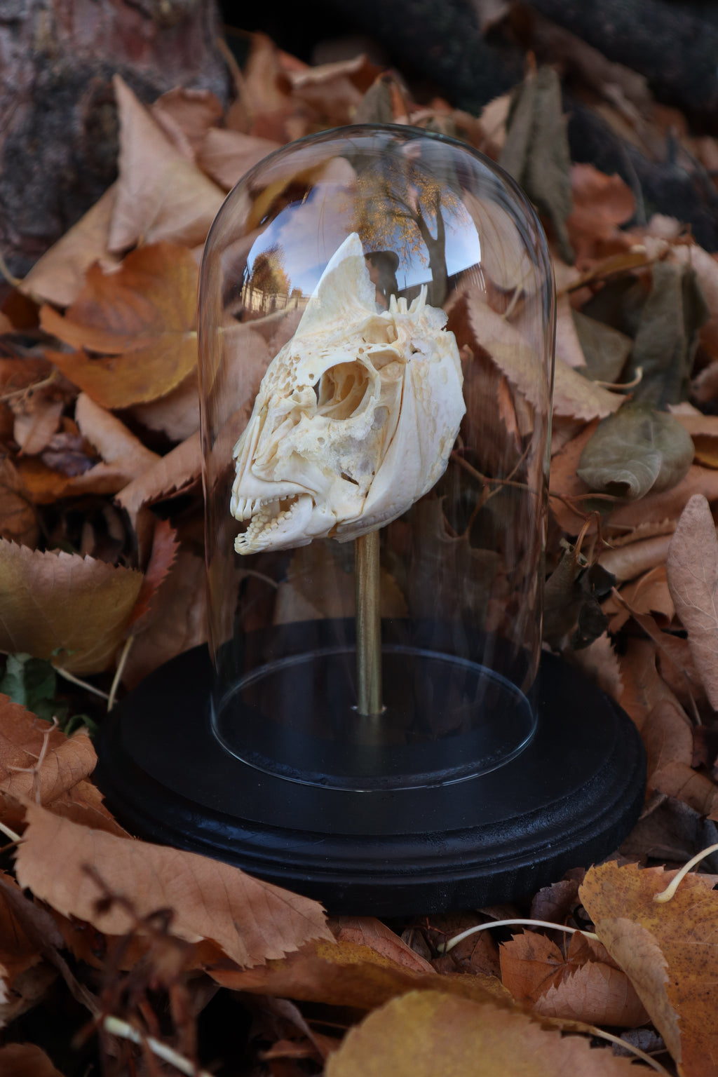 Sheepshead Fish Skull in Glass Dome