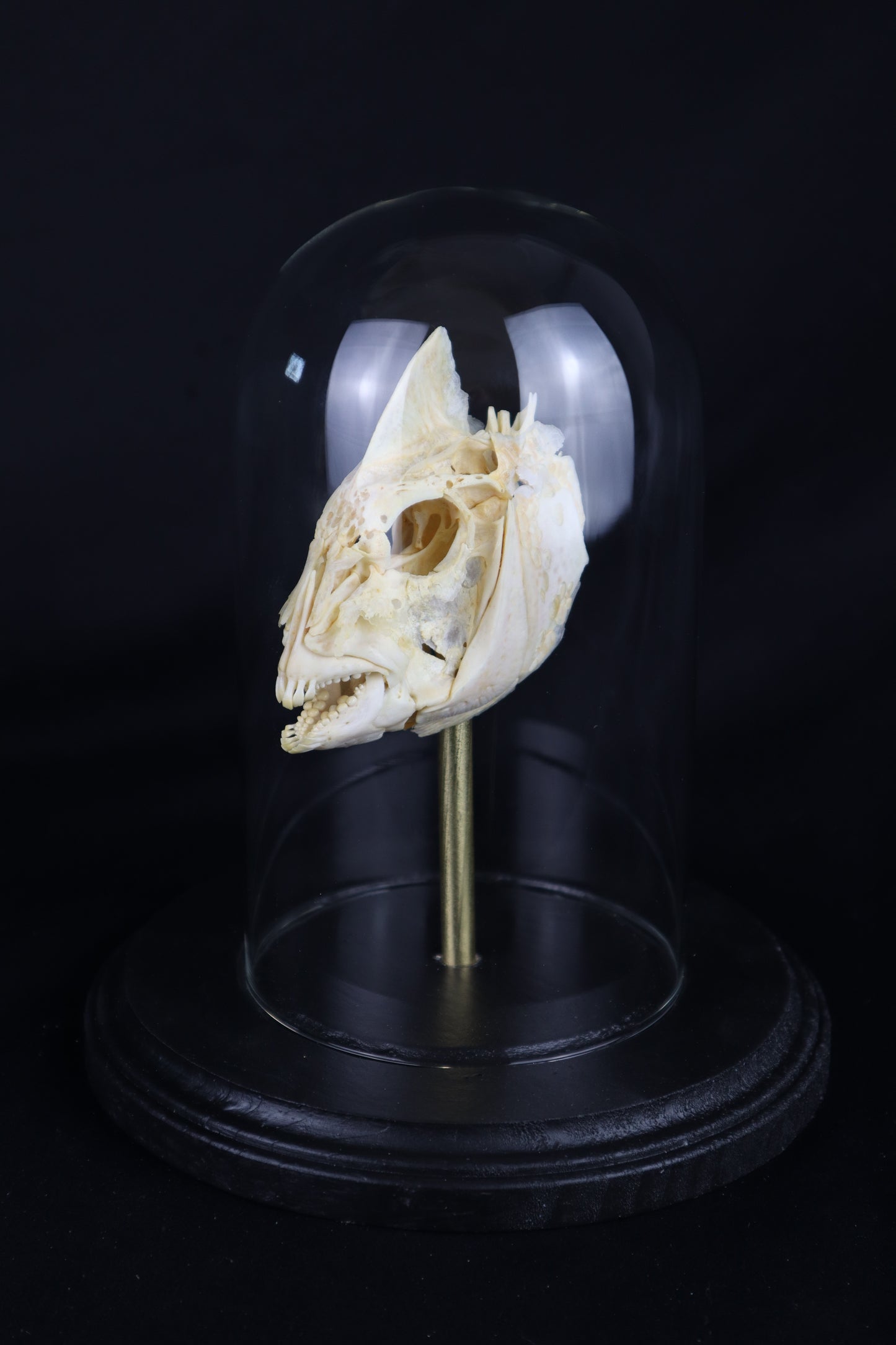 Sheepshead Fish Skull in Glass Dome