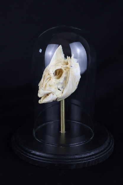 Sheepshead Fish Skull in Glass Dome