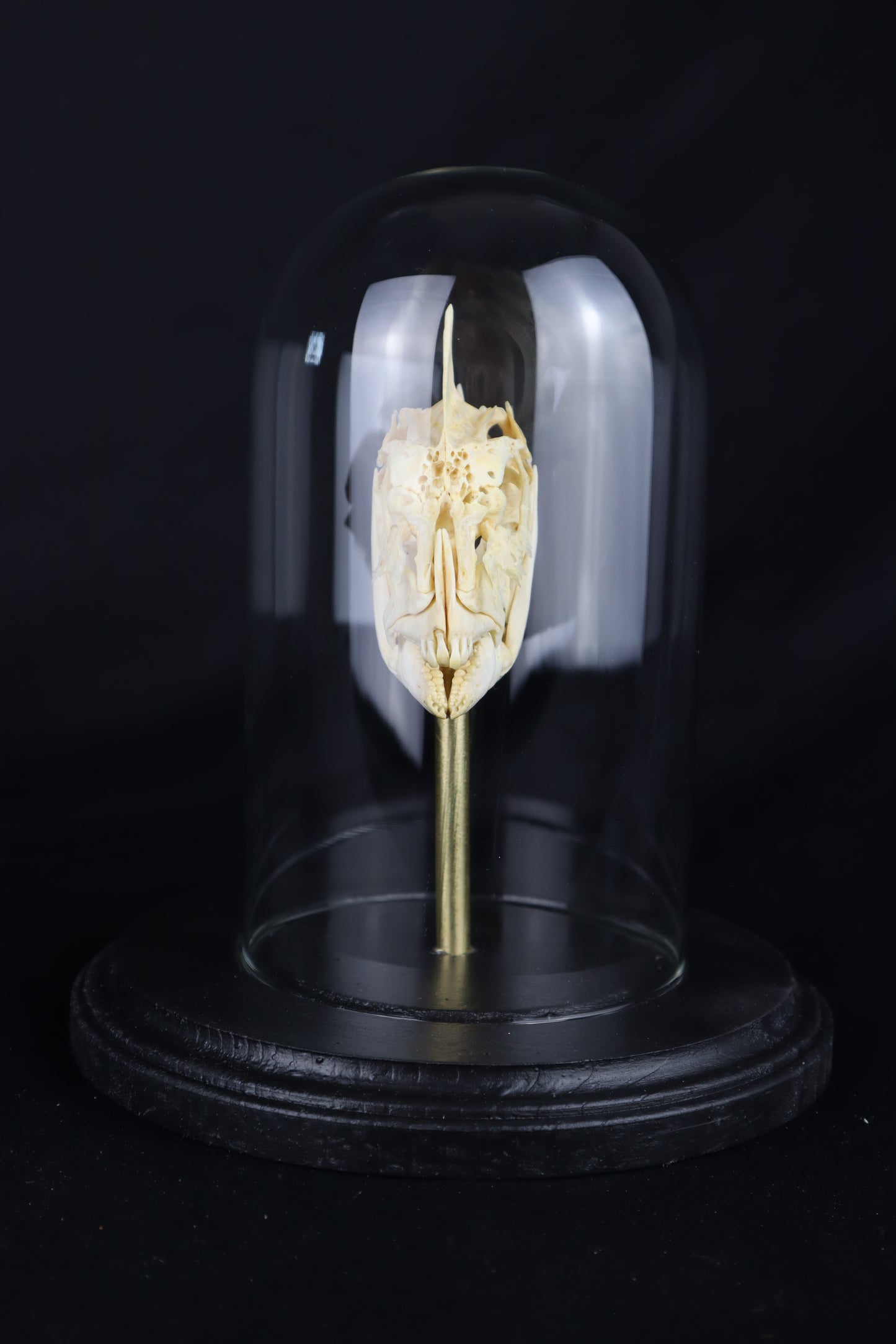 Sheepshead Fish Skull in Glass Dome