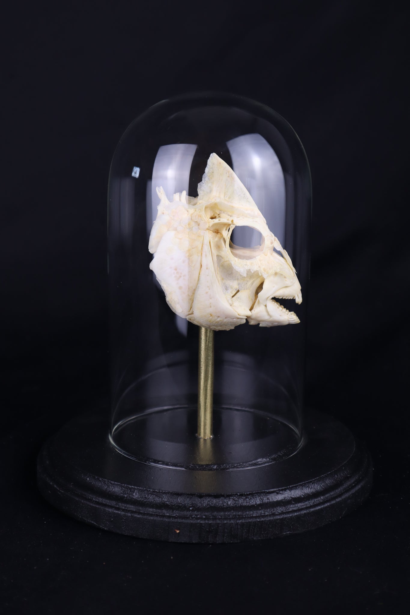 Sheepshead Fish Skull in Glass Dome