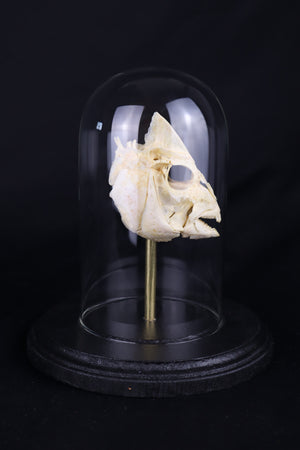 Sheepshead Fish Skull in Glass Dome