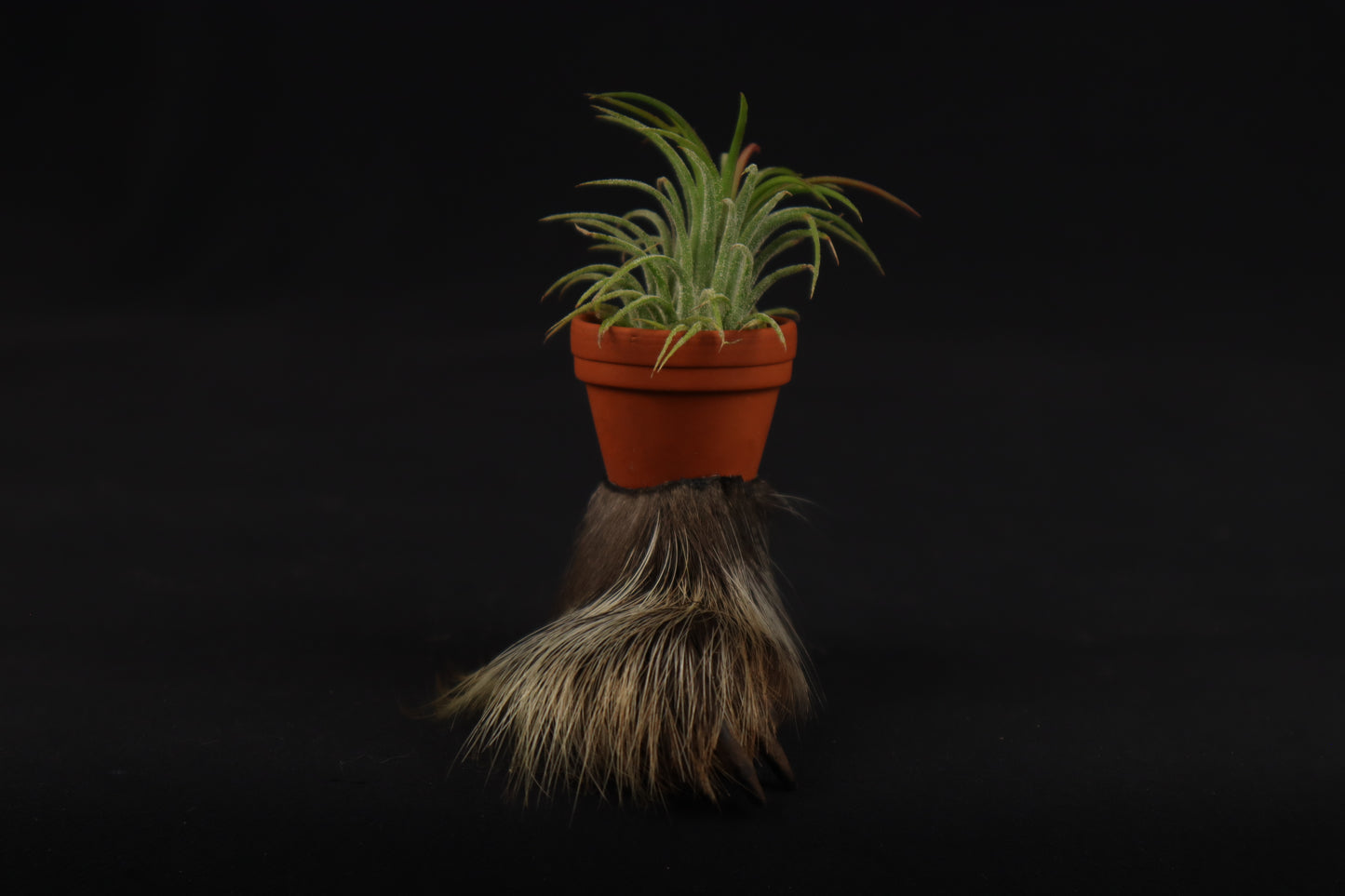 Porcupine Foot Planter with Air Plant