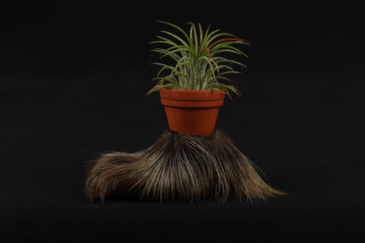 Porcupine Foot Planter with Air Plant