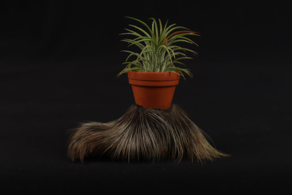 Porcupine Foot Planter with Air Plant