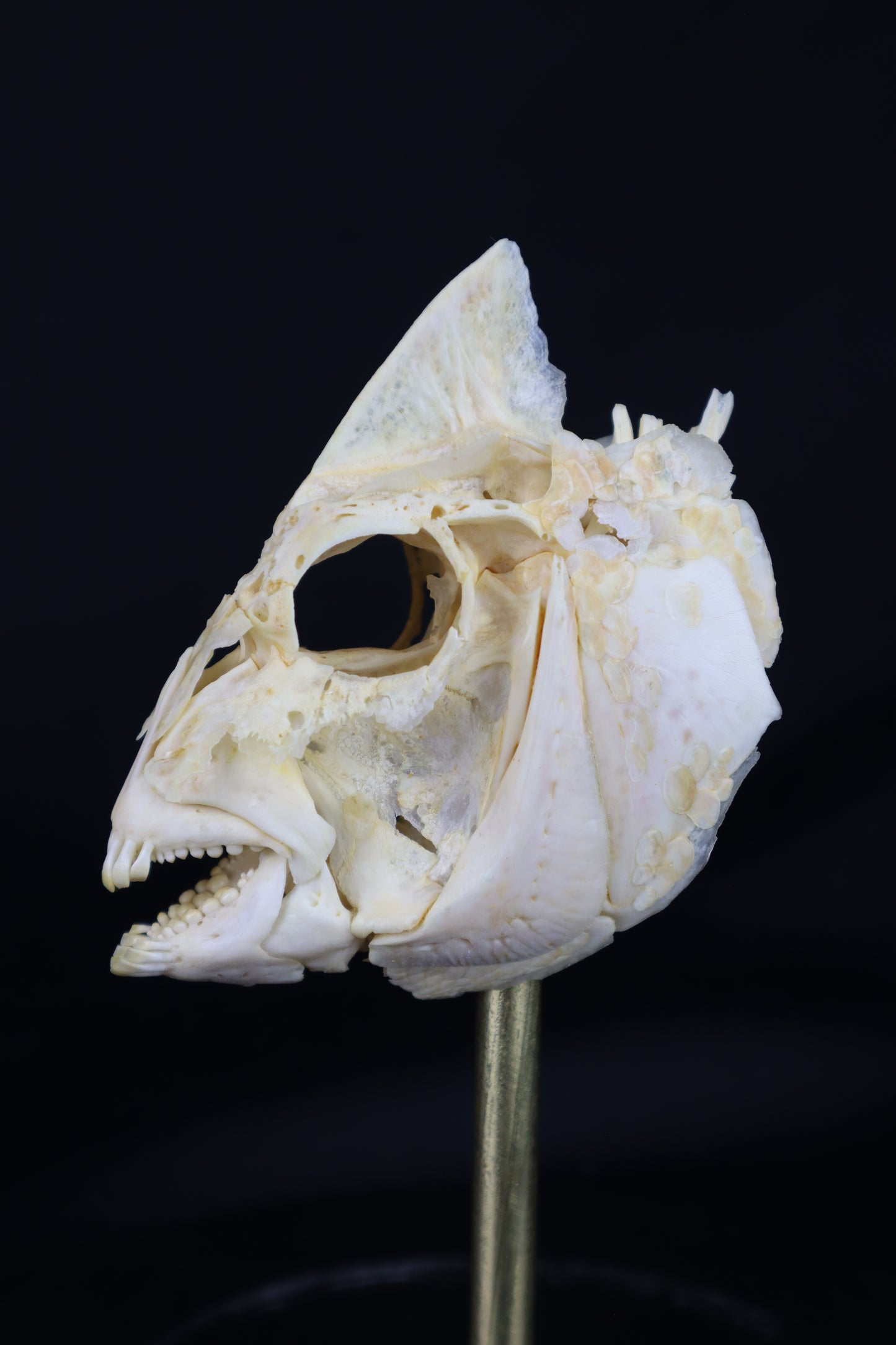 Sheepshead Fish Skull in Glass Dome