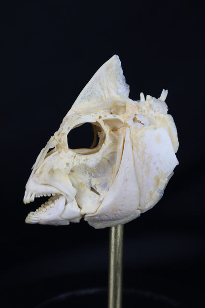 Sheepshead Fish Skull in Glass Dome