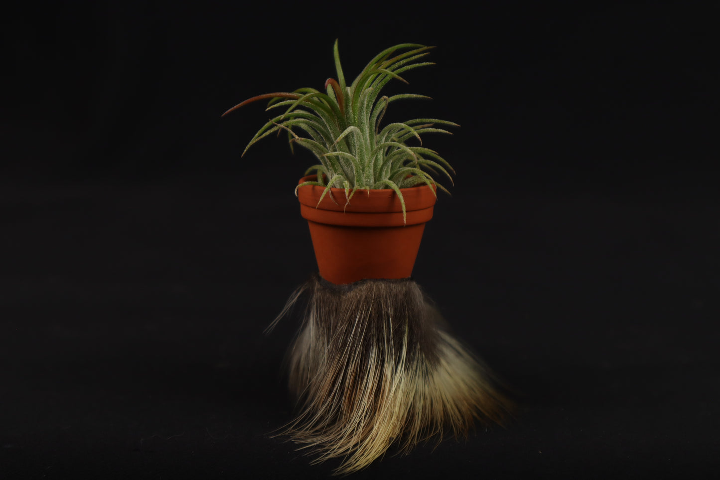 Porcupine Foot Planter with Air Plant
